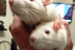 Ronnie and Derek having a good evening (1)