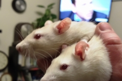 Ronnie and Derek having a good evening (2)