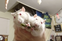 The runner bean of love