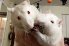 Fighting over a runner bean