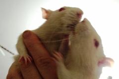 Checking each other for food