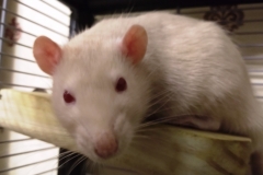 Derek resting after eating