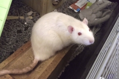 Ronnie - probably up to no good