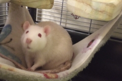 Ronnie being cheeky in the hammock