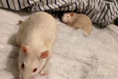 Ronnie (foreground) and Derek in the bedding