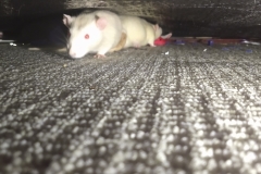 Ronnie and Derek under the sofa