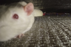 Ronnie and Derek under the sofa