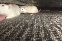 Ronnie and Derek under the sofa