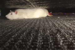 Ronnie and Derek under the sofa