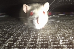 Ronnie under the sofa