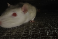 Ronnie under the sofa