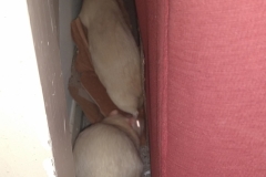 Ronnie and Derek behind the sofa