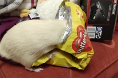 Ronnie with his head in a bag of food