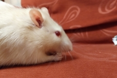 Ronnie enjoying his finds