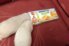 Both rats delving into a food box