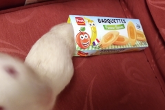 Both rats delving into a food box