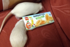 Ronnie and Derek sniffing around some biscuits