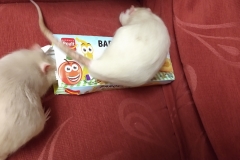 Ronnie and Derek sniffing around some biscuits