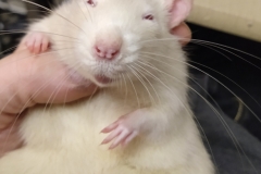 Derek enjoying a scratch