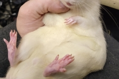 Derek enjoying a scratch