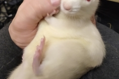 Derek enjoying a scratch