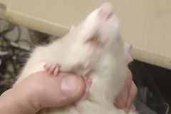 Derek enjoying a scratch