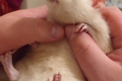 Ronnie enjoying a scratch