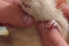 Ronnie enjoying a scratch