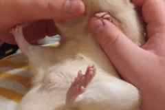 Ronnie enjoying a scratch