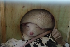 Ronnie and Derek curled up in their house