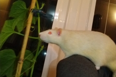 Ronnie checking on the growing cucumbers