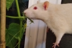 Ronnie checking on the growing cucumbers