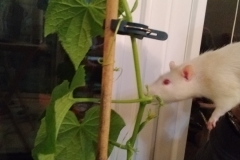 Ronnie checking on the growing cucumbers
