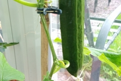 A growing cucumber