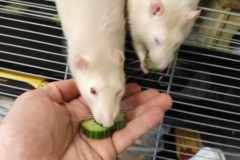 Tucking in to the home-grown cucumber