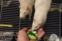 Tucking in to the home-grown cucumber