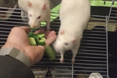 Tucking in to the home-grown cucumber