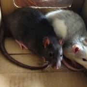 Jack and Alec resting in the Wispa box, May 2021