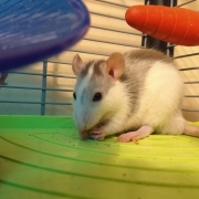 Alec eating, Apr 2021