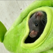Jack in the pear, Apr 2021
