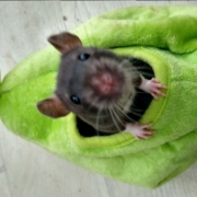 Jack in the pear, Apr 2021