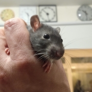 Jack looking gorgeous, Apr 2021