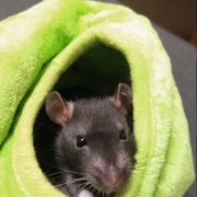 Jack in the pear, Apr 2021