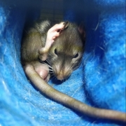 Jack resting in the tube, Apr 2021