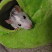 Alec in the pear, Apr 2021