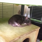 Jack resting, Apr 2021