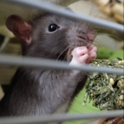 Jack nibbling, Apr 2021