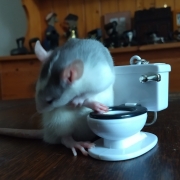 Alec grooming, Apr 2021