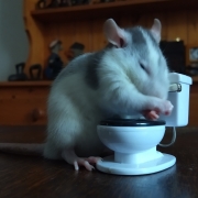 Alec grooming, Apr 2021