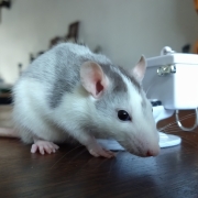 Alec looking gorgeous, Apr 2021